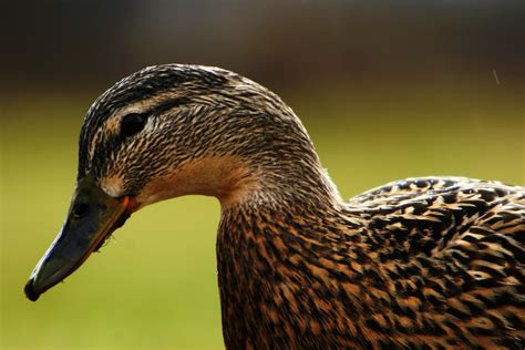 Closeup Female Duck Free Photo Download Freeimages