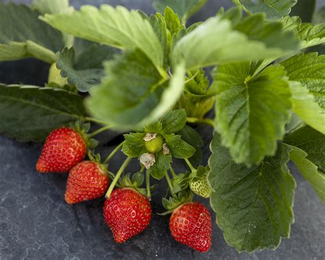 UF researchers to study organic strawberry production