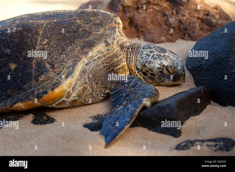 La tortuga carey Laniakea Beach North Shore Oahu Hawaii Fotografía