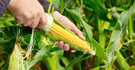 Gmos Pros And Cons Backed By Evidence