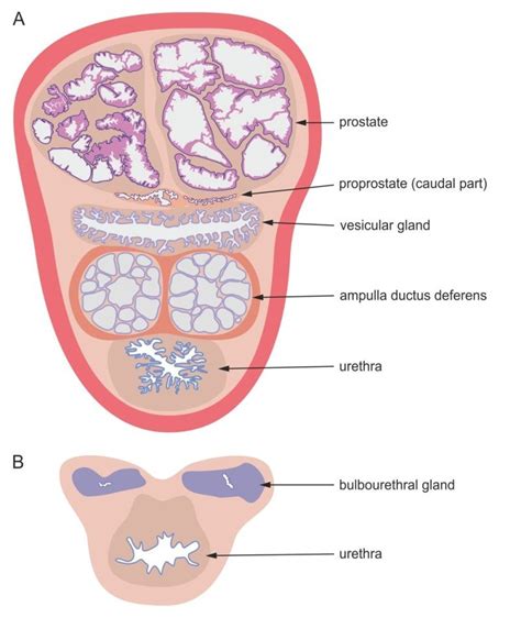 Scheme Of Rabbit Accessory Genital Glands In Cross Section At The