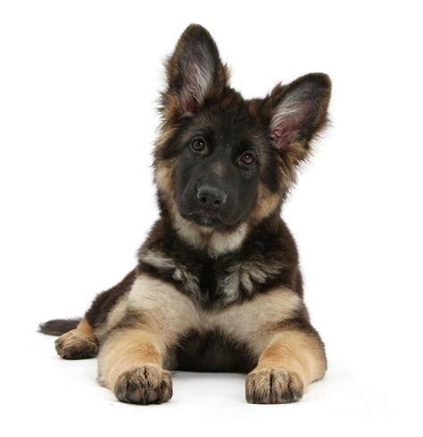 Alsatian Pup Photograph By Warren Photographic Pixels