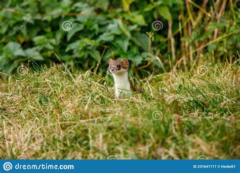 Weasel In The Wildlife Stock Image Image Of Vertebrate 231641717