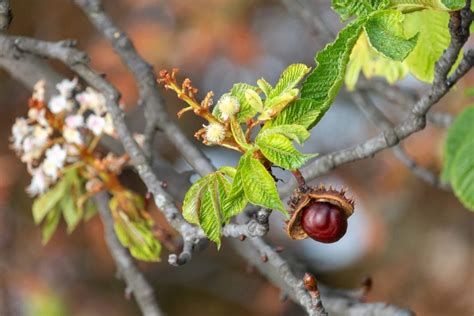 Horse Chestnut Vs Buckeye Trees Learn About Different Types Of Horse