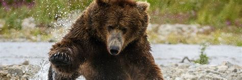Adopt A Grizzly Bear Symbolic Adoptions From Wwf