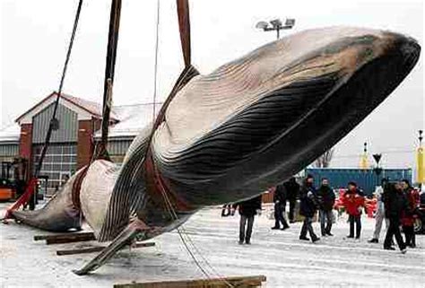 مئة حوت يتعرض للقتل يومياً على يد صيادي الحيتان. الحوت الازرق | المرسال