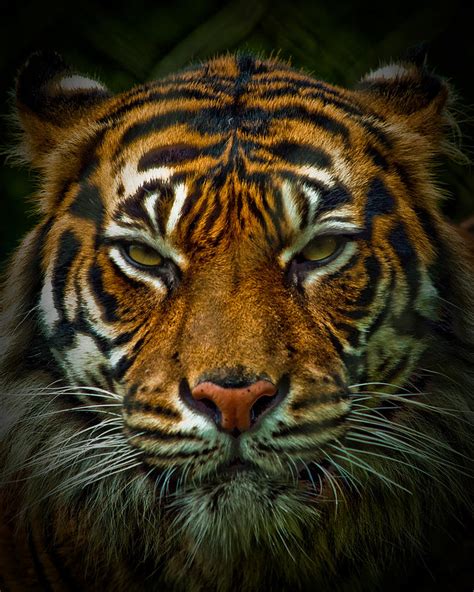 Tiger Eyes Photograph By Elaine Snyder Fine Art America