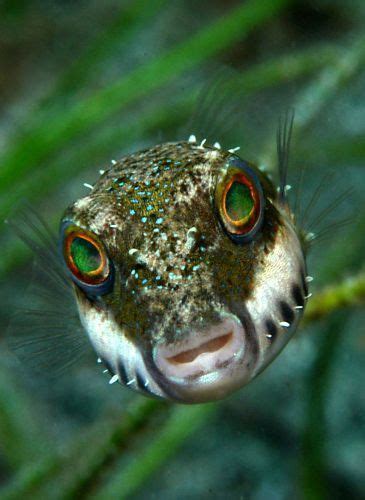 17 Best Images About Pufferfish On Pinterest Under The Sea Crafts The Big Year And Tech News