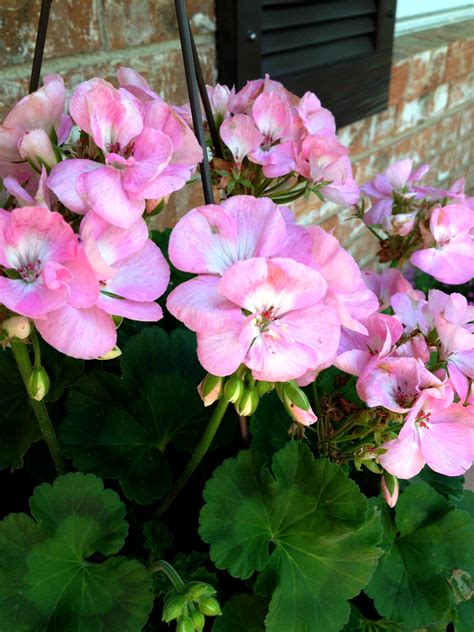 4 Easy Tips On Potted Geraniums