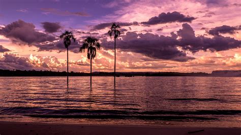 Wallpaper Beach Bay Palm Trees Sunset Purple 1920x1080 Full Hd 2k
