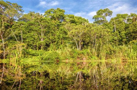 River In The Amazon Rainforest Peru South America Stock Photo By