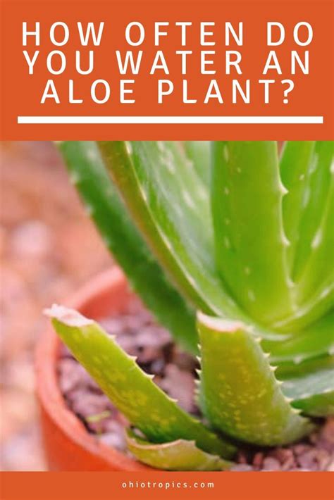 How Often Do You Water An Aloe Plant The 1 Secret You Need To Know In