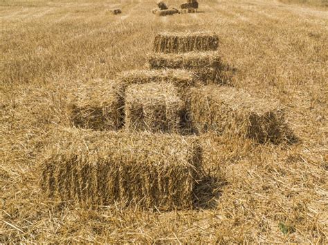 Dry Yellow Straw In Farmstraw Bales Stock Photo Image Of Food Field
