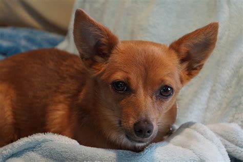 About 483 results (0.42 seconds). Foxy - SaveMeDogRescue