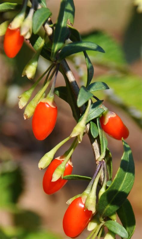 Discover some of the tastiest and most nutritious types of berries. Goji berry - growing, pruning, fruiting, care and health ...