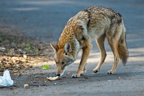 Coyote Sightings Are On The Rise In Residential Neighbourhoods Across