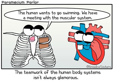 Human Body Systems Teamwork Biology Jokes Biology Humor Biology Memes