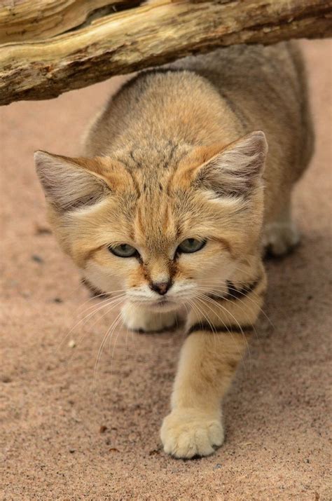 Pin On I Love Sand Cats
