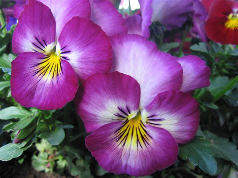 Viola Del Pensiero Foto Immagini Macro E Close Up Macro Fiori E