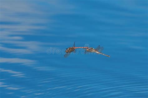 Flying Mating Dragonflies Stock Photo Image Of Beautiful 257277476
