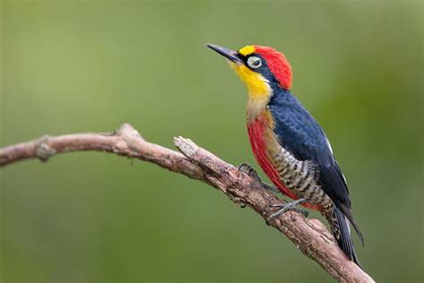 Book hotel picchio, orvieto on tripadvisor: Picchio fronte gialla (Melanerpes flavifrons) | JuzaPhoto