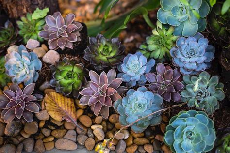 14 Of The Coolest Succulent Plants You Will Ever See And How You Can