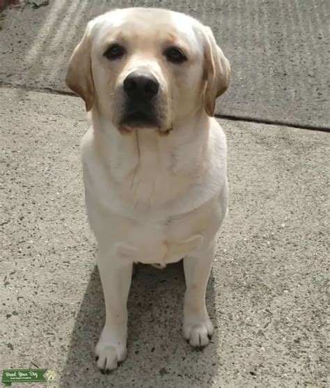 Stud Dog Handsome Golden Labrador Looking For A Mate Breed Your Dog