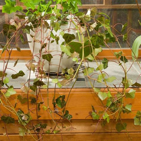 How To Care For Indoor Ivy Hunker Ivy Plant Indoor Indoor Ivy Ivy