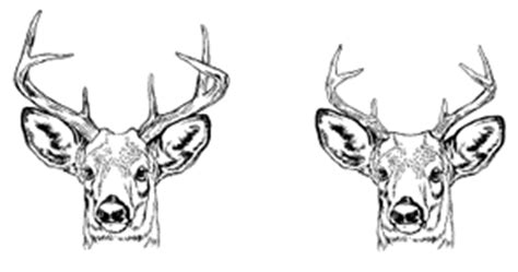 Find high quality buck coloring page, all coloring page images can be downloaded for free for personal use only. Missouri's 'Antler Point' Restriction: Don't Drink the ...