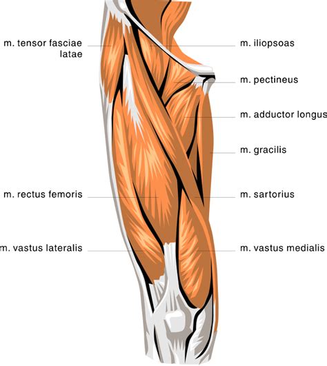Anatomy Thigh Muscles Medical Anatomy Muscle Anatomy Thigh Muscles