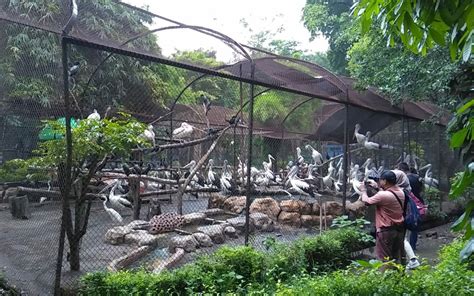 Harga Tiket Masuk Kebun Binatang Surabaya Kbs Jam Buka Dan Koleksi