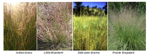 Short growing native grasses typically reach heights of 3 to 5 feet and tall native grasses usually reach heights of 5 to 7 feet. KY Natural Inquirer: July 2011
