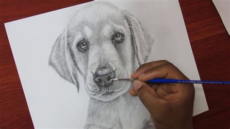 Como Dibujar Un Perro Paso A Paso A Lapiz Como Dibujar Un Perro Paso