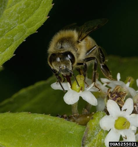 Honey Bee Apis Mellifera Hymenoptera Apidae 5255021