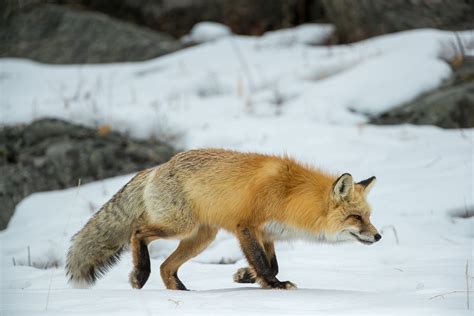 Hunting With Red Fox Annandale Advocate