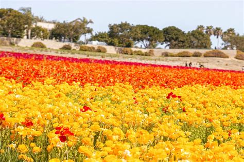 The Carlsbad Flower Fields Everything You Need To Know About Visiting