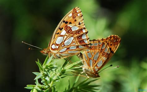 Check spelling or type a new query. Colorful Butterfly ~ Free Wallpapers, Best Wallpapers