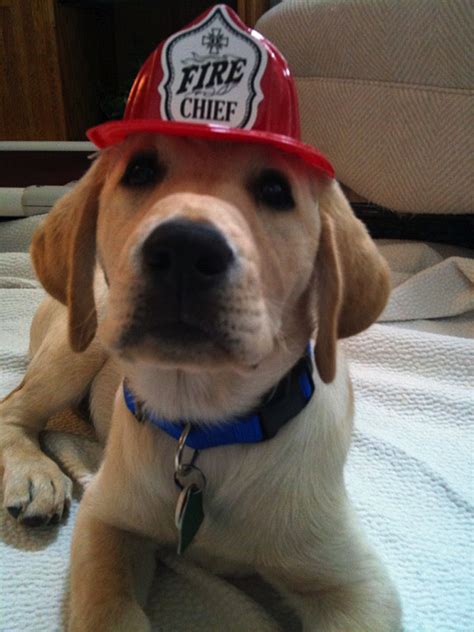 11am Cute Puppy — My Oh My Blaze A Four Alarm Fire Just