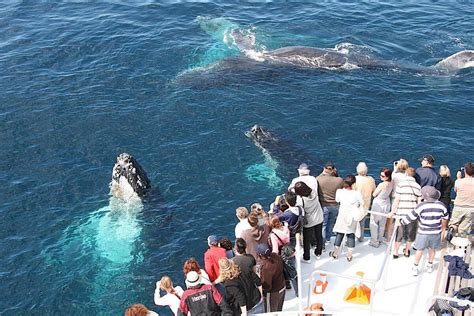 Dominican Rep Starts Whale Watching Season