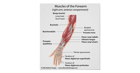 Diagram the movements of the humerus muscles that act on the forearm. Muscles of the forearm, labeled diagram. poster | Zazzle