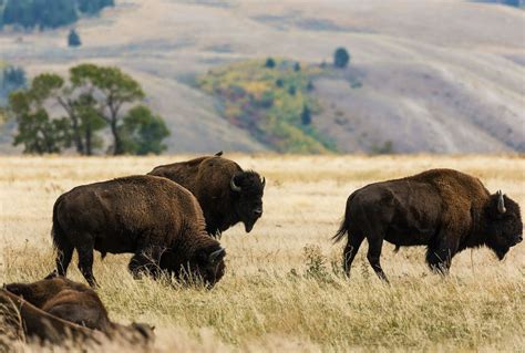 the return of the american bison is an environmental boon — and a logistical mess
