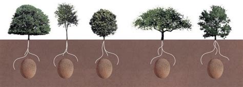 Life After Death Organic Burial Pods Turn Human Bodies Into Living Trees Urbanist