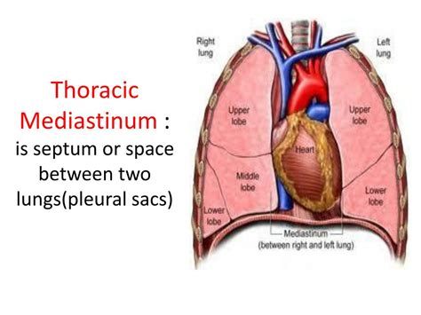 Lung And Mediastinum Anatomy
