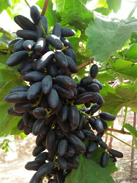 Black Seedless Grapes Made In India Made In World