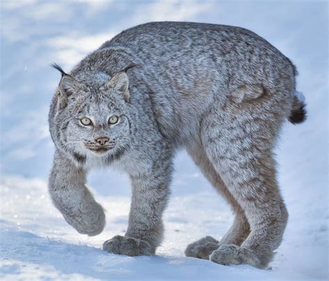 Wild Lynx In Riding Mountain National Park Lynx Like Animals Funny