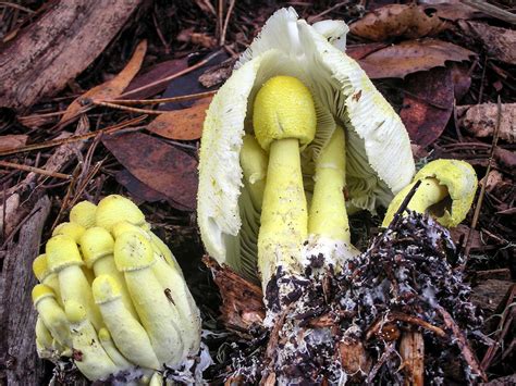 California Fungi: Leucocoprinus birnbaumii