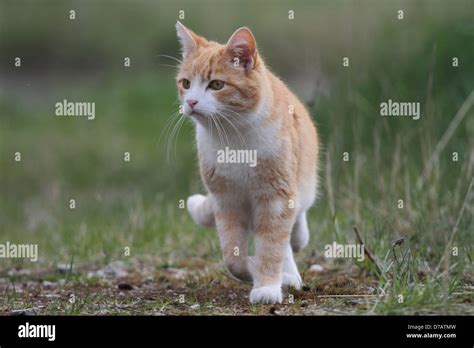 Domestic Cat Hunting In Grass Stock Photo Alamy