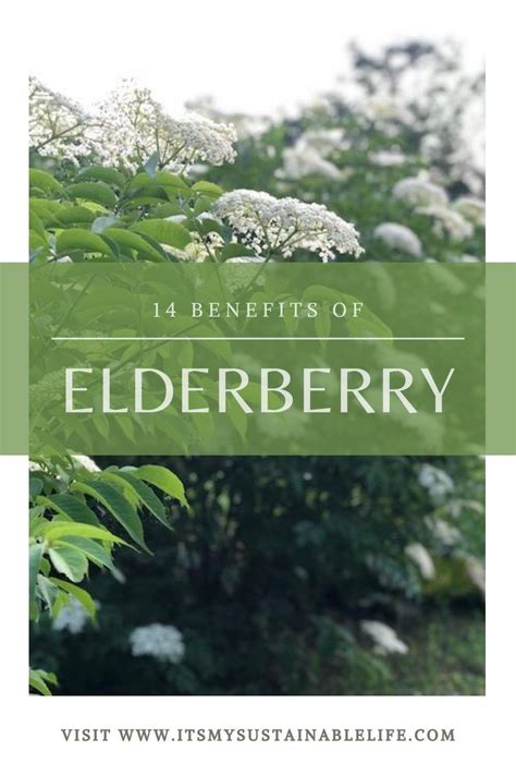 14 Elderberry Benefits Elderberry Benefits Elderberry Natural Healing