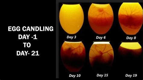 Egg Candling Process From Day 1 To 21 Egg Hatching Process Incubator Result Egg Candling Eggs