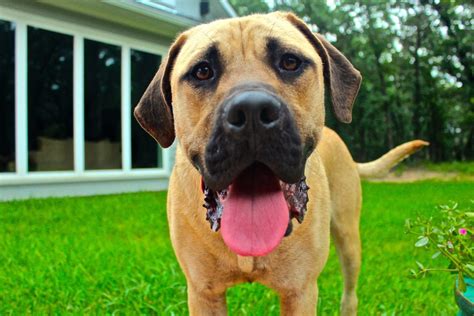 Top 20 Friendliest Dog Breeds Canna Pet®